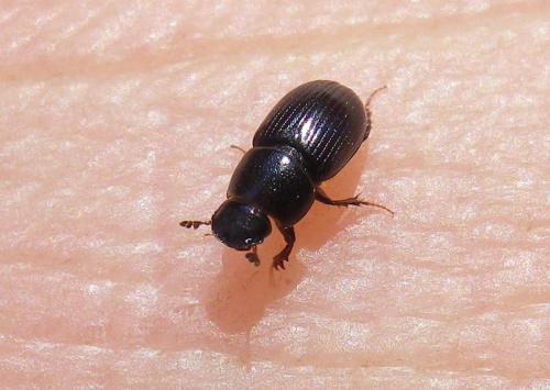 Aphodiinae